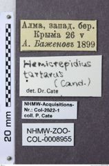 Etiketten zu Hemicrepidius tartarus (NHMW-ZOO-COL-0008955)